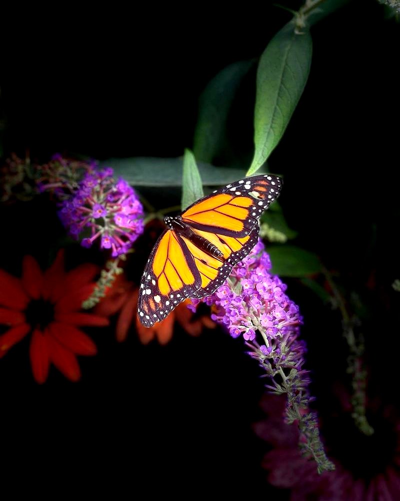 Emerging