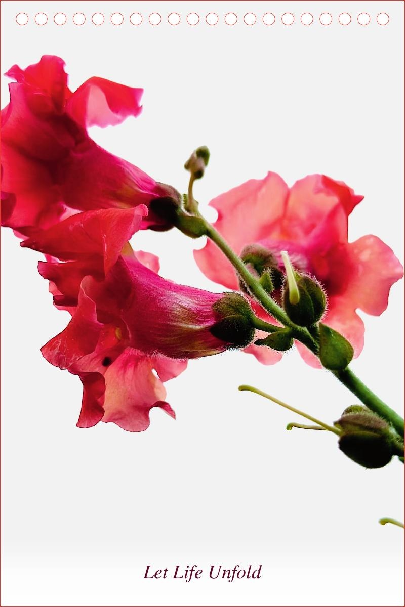 Let Life Unfold — front cover